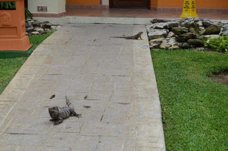 Vizinhos 1.jpg