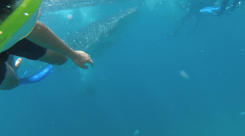 Whale