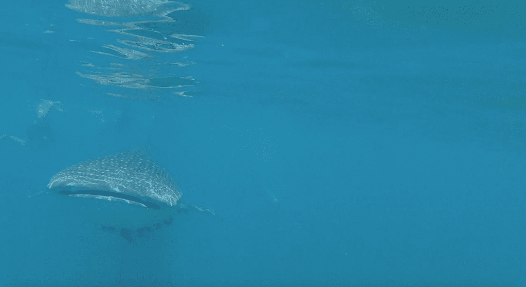 Whale1