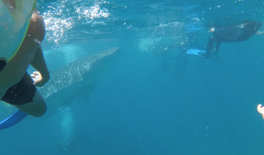 Whale2