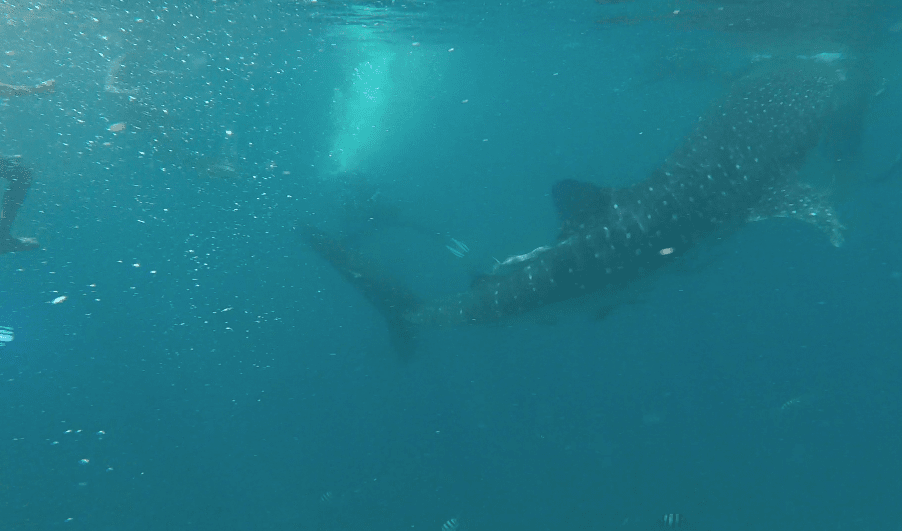 Whale4