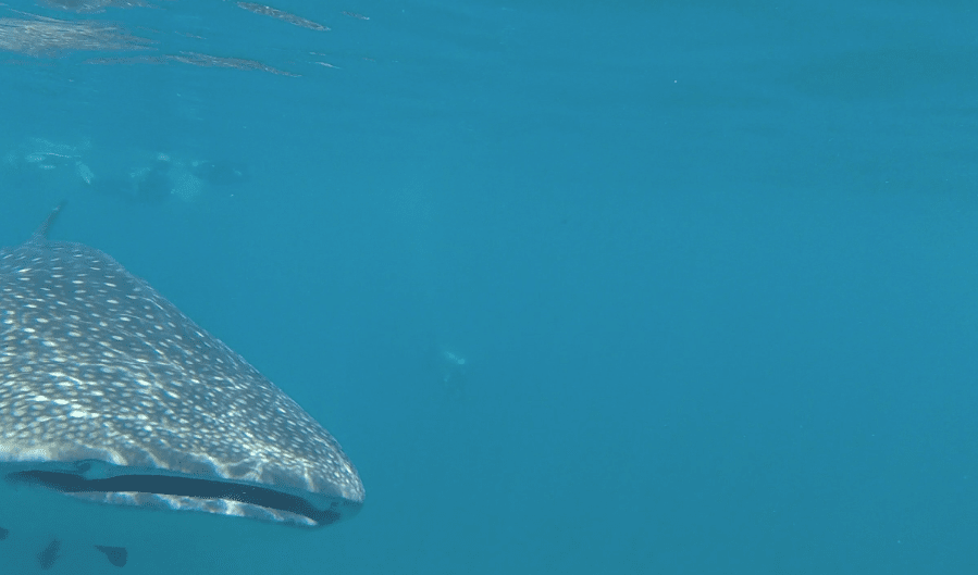 Whale6