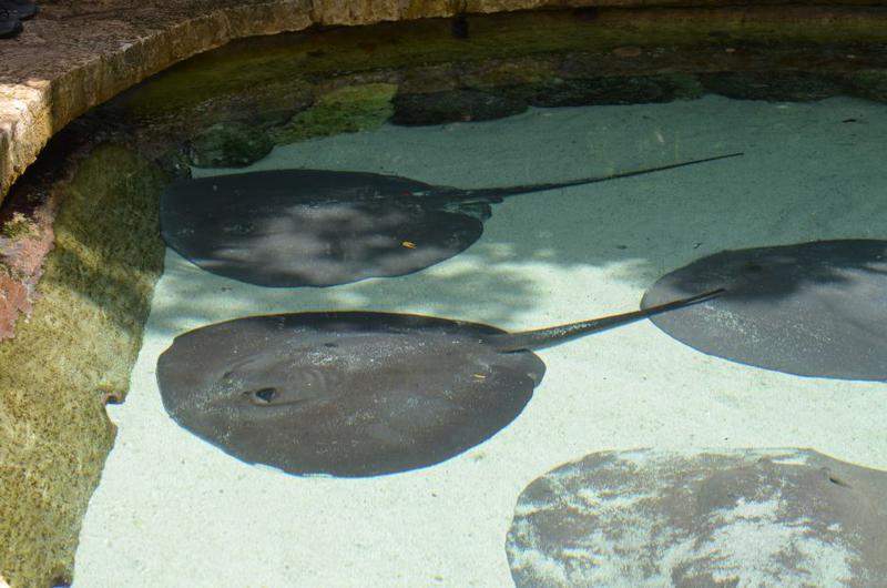 X-Caret 6.JPG