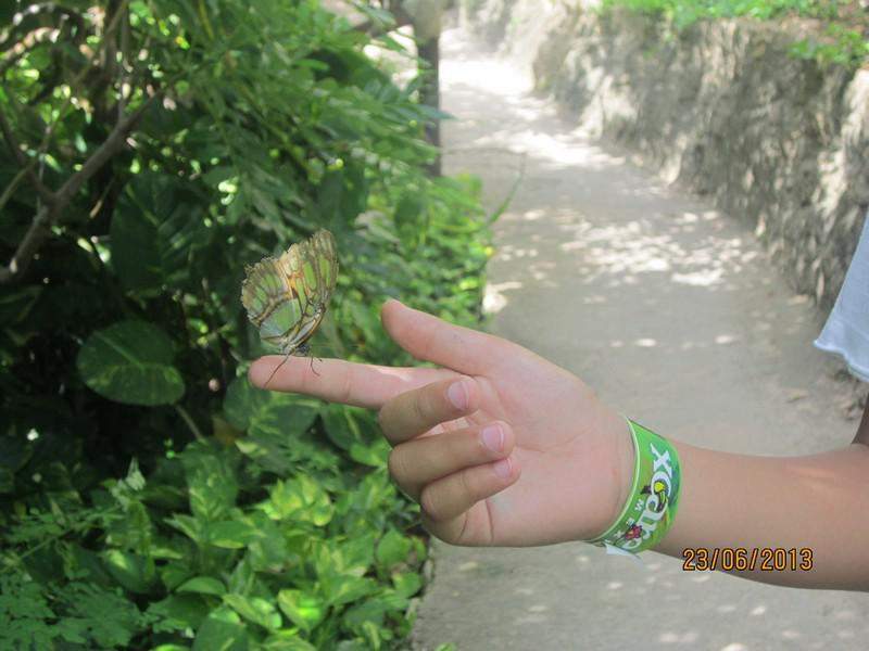 Xcaret Borboletas