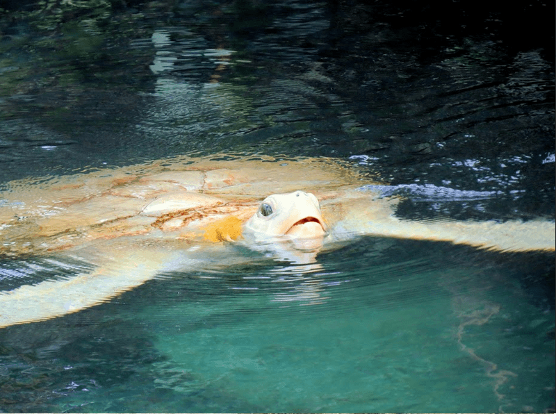 Xcaret13