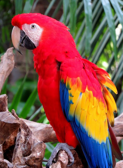 Xcaret4
