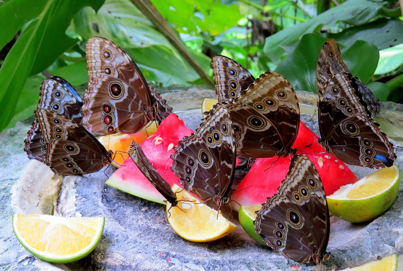 Xcaret7