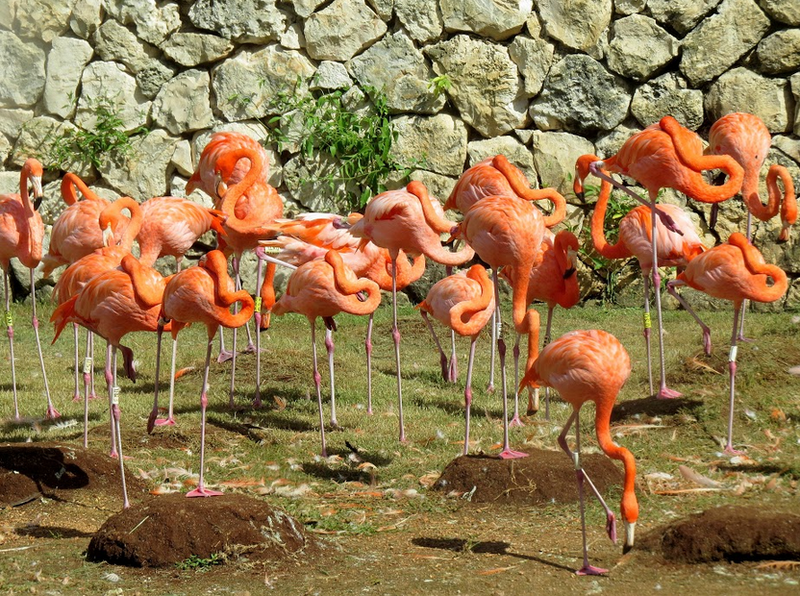 Xcaret8