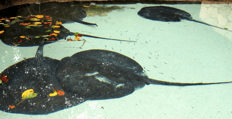 Xcaret9